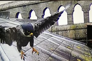Peregrine Falcons Andover