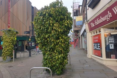 Andover Triffids