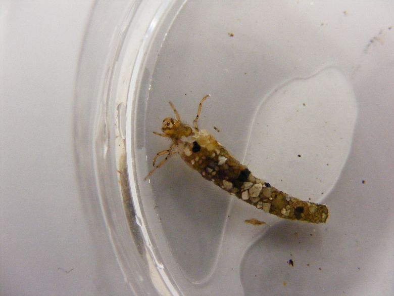 Caddisfly-Silver-sedge-Odontocerum-albicorne-28.5.11.The-Bunny-Longstock.Larvae