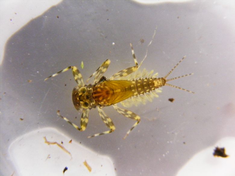 Mayfly-Yellow-may-dun-Heptagenia-sulphurea-28.5.11.The-Bunny-Longstock.Larvae-1