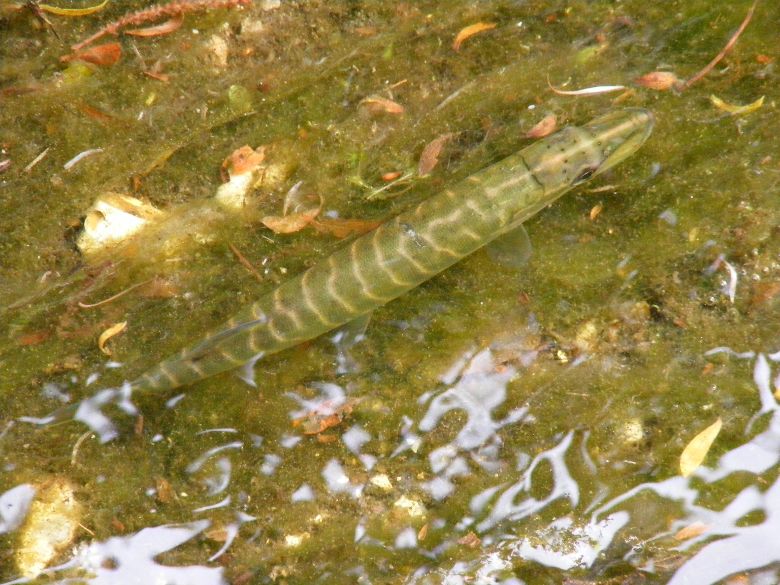 Pike-Esox-lucius-23.5.11.Rooksbury-Mill