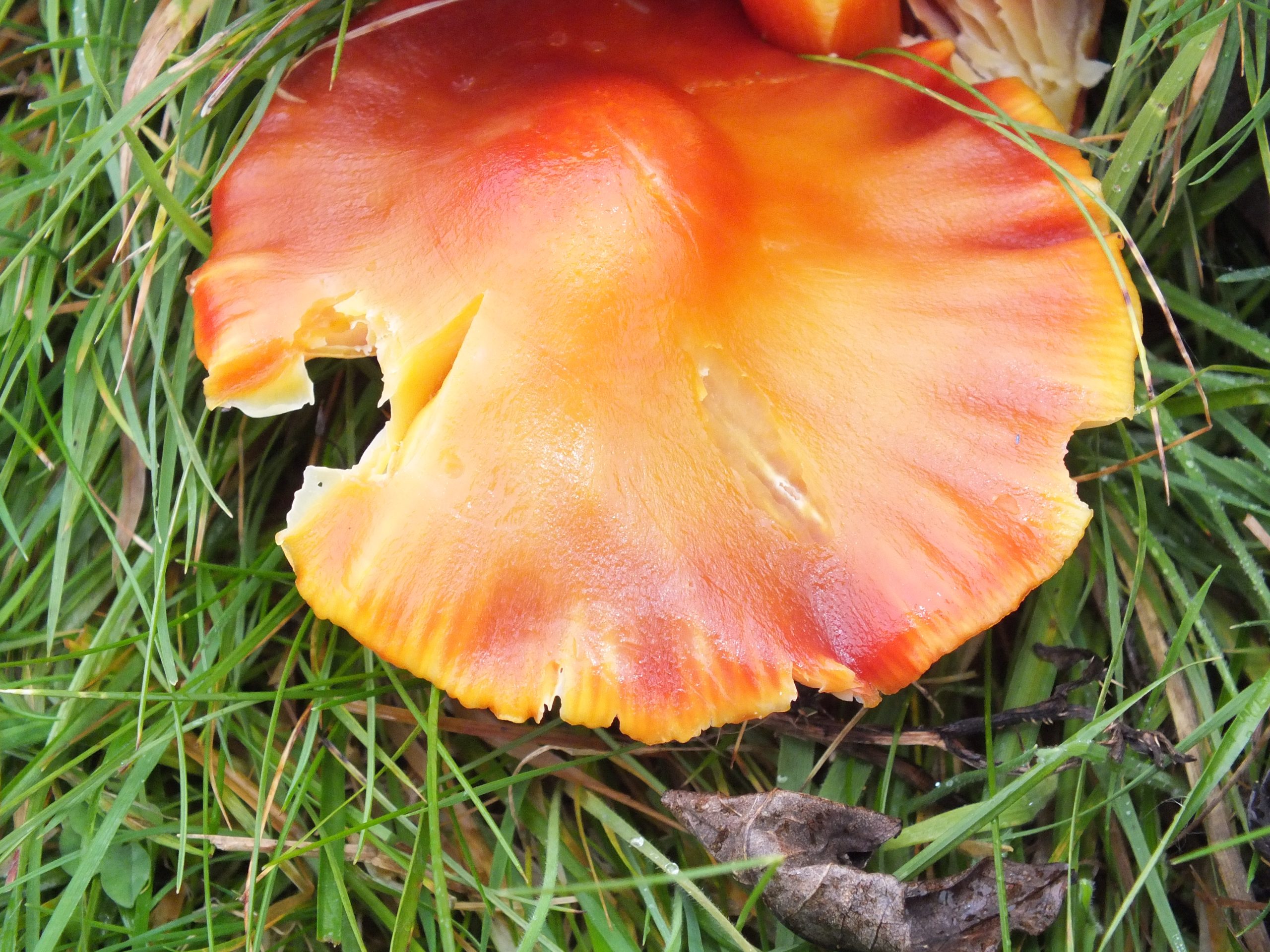 Crimsom-Waxcap-Hygrocybe-punicea-16.11.20Doverow-Hill-Farm