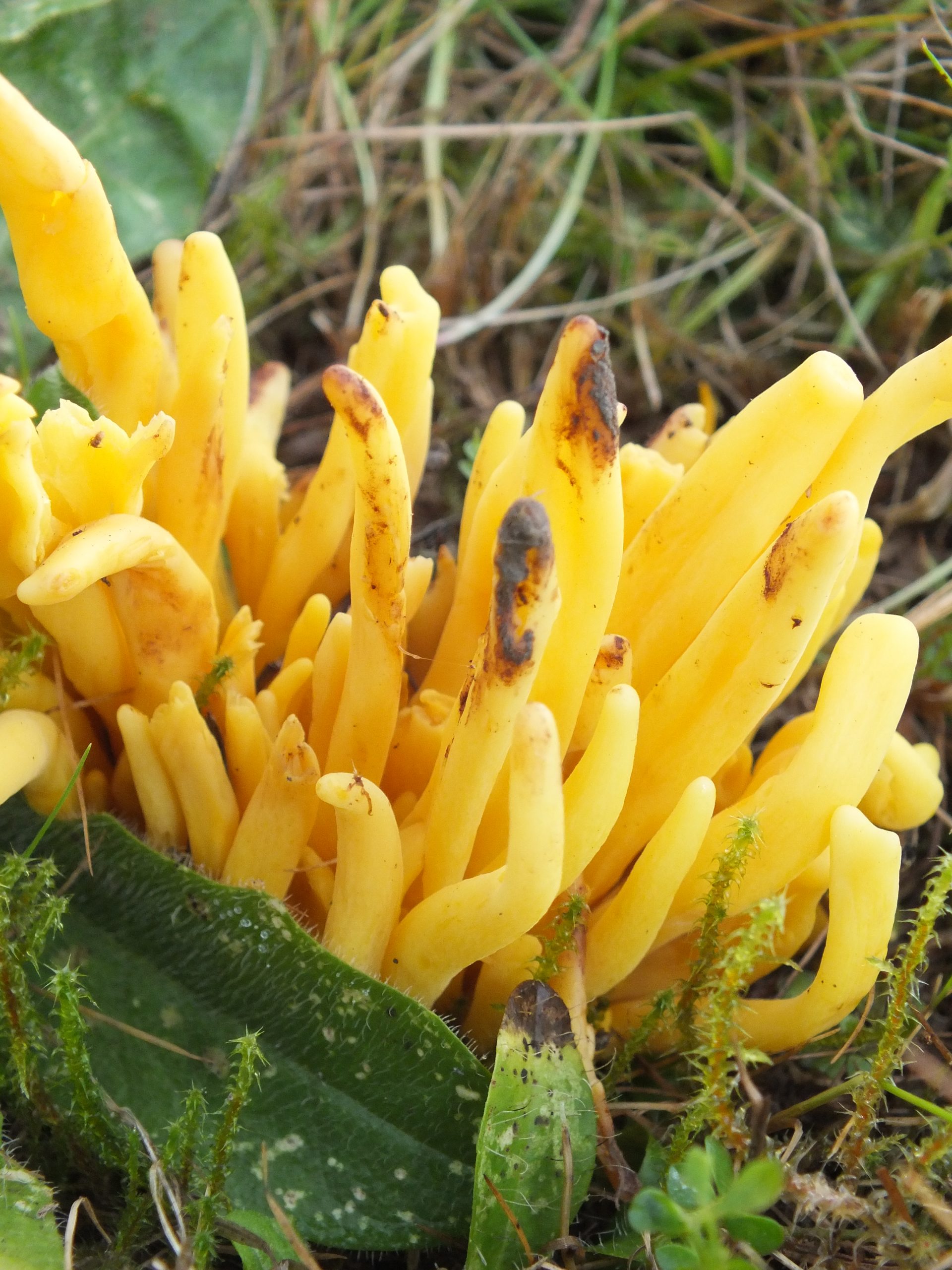 Golden-Spindles-Clavulinopsis-fusiformis-7.11.21.Doverow-Hill-Stroud.2