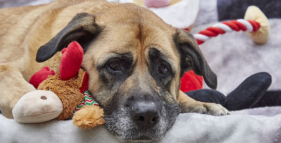 Seven things that could be dangerous to pets this Christmas