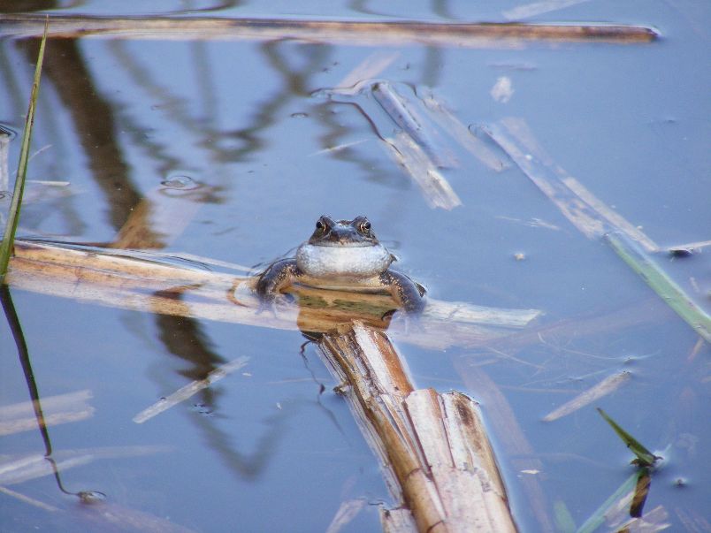 Common-Frog-Rana-temporaria-10.3.12.Anton-Lakes