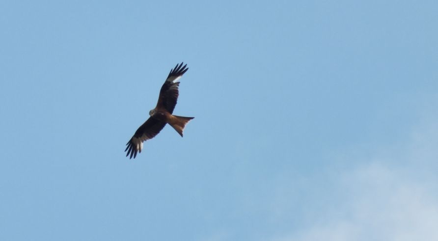 Red Kite 24.7.13.Coombe Wood,Linkenholt.close up