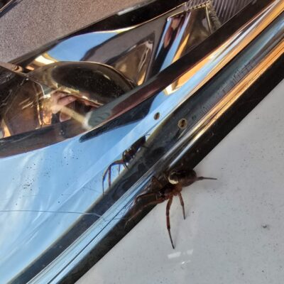 False Widow Spider in Car