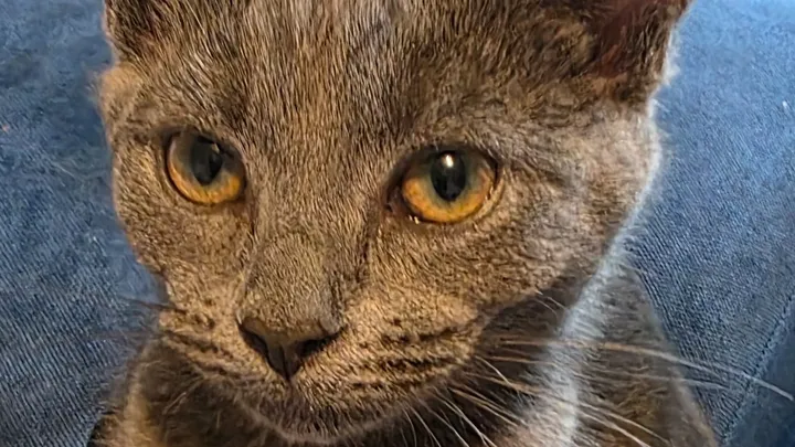 Can You Help Save Chippy? Owner Makes Urgent Appeal